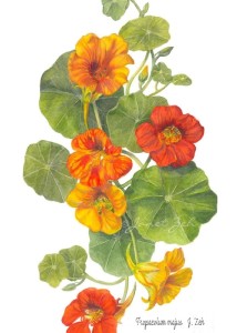 NASTURTIUM%201